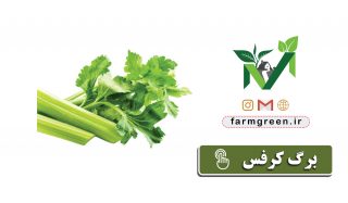 تولید و توزیع سبزیجات تازه و مرغوب مزرعه سبز سبزی قورمه سبزی شنبلیله سبزی شوید سبزی تره سبزی گشنیز لوبیا سبز باقالی پلو باقلا کرفس سبزی کرفس سبزی سوپ سبزی گشنیز سبزی سبزی نعناع سبزی اش سبزی آش سبزی پلویی سبزی پلوئی